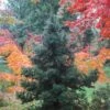 Black Dragon Cryptomeria - Japanese Cedar - 2 Gallon Pot -Garden Plants Shop Cryptomeria Black Dragon 500x750 2