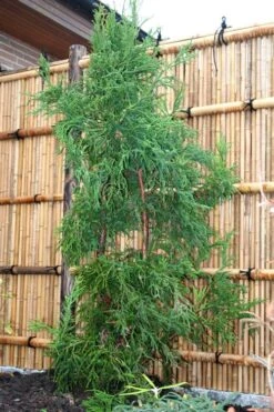 Rasen Sugi Cryptomeria Japanese Cedar - 1 Gallon Pot -Garden Plants Shop Cryptomeria Rasen Sugi 1 1