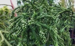 Rasen Sugi Cryptomeria Japanese Cedar - 2 Gallon Pot -Garden Plants Shop Cryptomeria Rasen Sugi 3