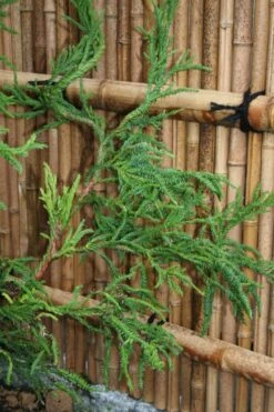Rasen Sugi Cryptomeria Japanese Cedar - 1 Gallon Pot -Garden Plants Shop Cryptomeria Rasen Sugi 4 1