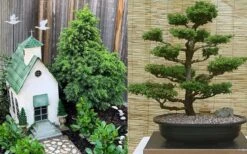 Tansu Dwarf Cryptomeria - Japanese Cedar - 3 Gallon -Garden Plants Shop Cryptomeria Tansu 2