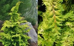 Gold Tip Fernspray Hinoki Cypress - 2 Gallon Pot -Garden Plants Shop Cypress Gold Tip Fernspray