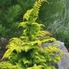 Gold Tip Fernspray Hinoki Cypress - 2 Gallon Pot -Garden Plants Shop Cypress Gold Tip Fernspray 6