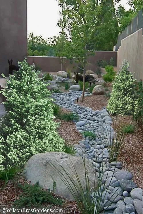 Marie's White Dwarf Hinoki Cypress - Chamaecyparis Obtusa 'Mariesii - 1 Gallon Pot 7 Marie's White Dwarf Hinoki Cypress - Chamaecyparis Obtusa 'Mariesii - 1 Gallon Pot - Image 5