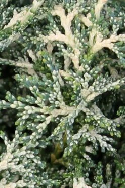 Marie's White Dwarf Hinoki Cypress - Chamaecyparis Obtusa 'Mariesii - 1 Gallon Pot 16 Marie's White Dwarf Hinoki Cypress - Chamaecyparis Obtusa 'Mariesii - 1 Gallon Pot -Garden Plants Shop Cypress Hinoki Mariessii 5