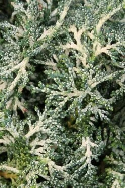 Marie's White Dwarf Hinoki Cypress - Chamaecyparis Obtusa 'Mariesii - 1 Gallon Pot 17 Marie's White Dwarf Hinoki Cypress - Chamaecyparis Obtusa 'Mariesii - 1 Gallon Pot -Garden Plants Shop Cypress Hinoki Mariessii 6