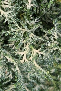 Marie's White Dwarf Hinoki Cypress - Chamaecyparis Obtusa 'Mariesii - 1 Gallon Pot 18 Marie's White Dwarf Hinoki Cypress - Chamaecyparis Obtusa 'Mariesii - 1 Gallon Pot -Garden Plants Shop Cypress Hinoki Mariessii 7