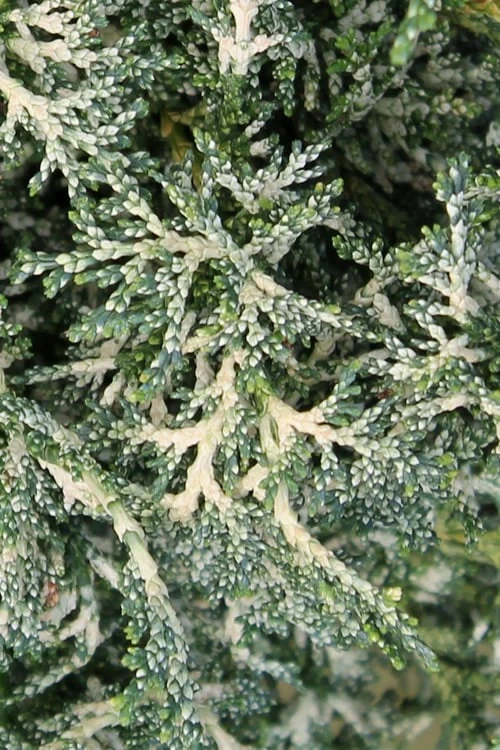 Marie's White Dwarf Hinoki Cypress - Chamaecyparis Obtusa 'Mariesii - 1 Gallon Pot 10 Marie's White Dwarf Hinoki Cypress - Chamaecyparis Obtusa 'Mariesii - 1 Gallon Pot - Image 8