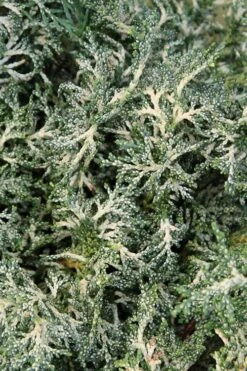 Marie's White Dwarf Hinoki Cypress - Chamaecyparis Obtusa 'Mariesii - 1 Gallon Pot 19 Marie's White Dwarf Hinoki Cypress - Chamaecyparis Obtusa 'Mariesii - 1 Gallon Pot -Garden Plants Shop Cypress Hinoki Mariessii 8