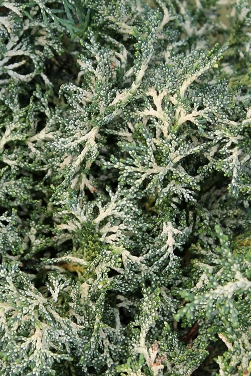 Marie's White Dwarf Hinoki Cypress - Chamaecyparis Obtusa 'Mariesii - 1 Gallon Pot 11 Marie's White Dwarf Hinoki Cypress - Chamaecyparis Obtusa 'Mariesii - 1 Gallon Pot - Image 9