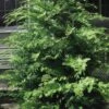 Southern Lace Hinoki Cypress - 7 Gallon Pot (4-5') -Garden Plants Shop Cypress Hinoki Southern Lace 12