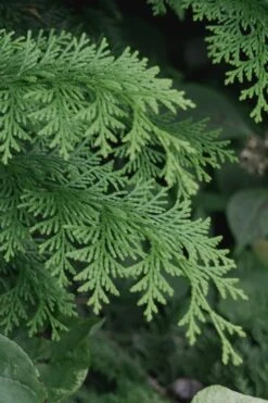 Southern Lace Hinoki Cypress - 7 Gallon Pot (4-5') -Garden Plants Shop Cypress Hinoki Southern Lace 13