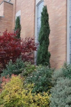 Italian Cypress - 2.5 Quart Pot -Garden Plants Shop Cypress Italian 10