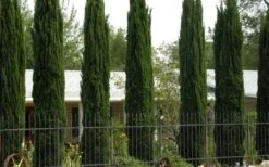 Italian Cypress - 2.5 Quart Pot -Garden Plants Shop Cypress Italian 3