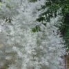 Silver Smoke Arizona Cypress - 1 Gallon Pot -Garden Plants Shop Cypress Silver Smoke 10