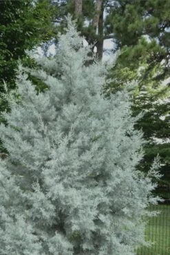 Silver Smoke Arizona Cypress - 1 Gallon Pot -Garden Plants Shop Cypress Silver Smoke 20