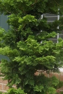 Slender Hinoki Cypress - 3 Gallon Pot (1.5-2') -Garden Plants Shop Cypress Slender Hinoki 19 1