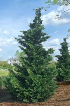 Slender Hinoki Cypress - 7 Gallon Pot (2-3') -Garden Plants Shop Cypress Slender Hinoki Rev 500x750 1