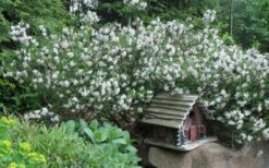 Summer Ice Daphne - 2 Gallon Pot -Garden Plants Shop Daphne Summer Ice 4