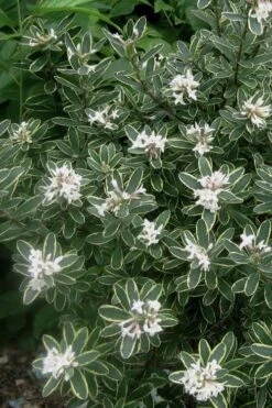 Summer Ice Daphne - 2 Gallon Pot -Garden Plants Shop Daphne Summer Ice 6