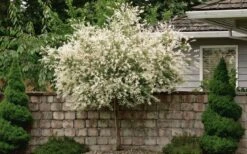 Variegated Dappled Willow Tree - Salix Integra 'Hakuro Nishiki' - 1 Gallon Pot - Tree Form -Garden Plants Shop Dappled Willow Tree 1 1