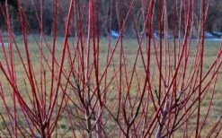 Flamingo Dappled Willow (Shrub Form) - 1 Gallon Pot -Garden Plants Shop Dappled Willow Tree Stems 1