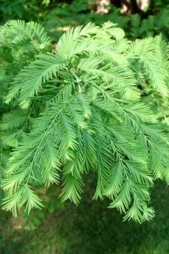 Miss Grace Weeping Dawn Redwood Tree (Metasequoia) - 3 Gallon Pot 11 Miss Grace Weeping Dawn Redwood Tree (Metasequoia) - 3 Gallon Pot -Garden Plants Shop Dawn Redwood 3