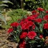 Super Trouper Velvet Red Dianthus - 2 Pack Of Quart Pots -Garden Plants Shop Dianthus Super Trouper Velvet Red 1