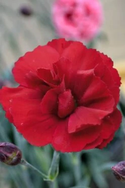 Super Trouper Velvet Red Dianthus - 2 Pack Of Quart Pots -Garden Plants Shop Dianthus Super Trouper Velvet Red 2