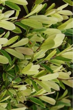Spring Frost Distylium - 3 Gallon Pot -Garden Plants Shop Distylium Spring Frost 5