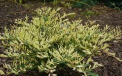 Spring Frost Distylium - 3 Gallon Pot -Garden Plants Shop Distylium Spring Frost 8