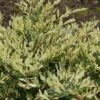 Spring Frost Distylium - 3 Gallon Pot -Garden Plants Shop Distylium Spring Frost 9