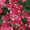 Cherokee Brave Red Dogwood Tree - Cornus Florida - 7 Gallon Pot -Garden Plants Shop Dogwood Cherokee Brave 2