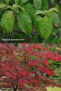 Cherokee Brave Red Dogwood Tree - Cornus Florida - 7 Gallon Pot -Garden Plants Shop Dogwood Cherokee Chief 7