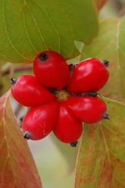 Cherokee Brave Red Dogwood Tree - Cornus Florida - 7 Gallon Pot -Garden Plants Shop Dogwood Cherokee Chief 8