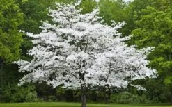 Jean's Appalachian Snow White Dogwood Tree - 3 Gallon Pot 13 Jean's Appalachian Snow White Dogwood Tree - 3 Gallon Pot -Garden Plants Shop Dogwood Cherokee Princess 50