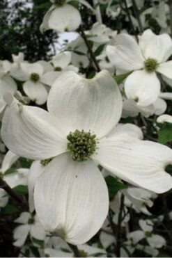 Jean's Appalachian Snow White Dogwood Tree - 3 Gallon Pot 14 Jean's Appalachian Snow White Dogwood Tree - 3 Gallon Pot -Garden Plants Shop Dogwood Cherokee Princess 500x750 1