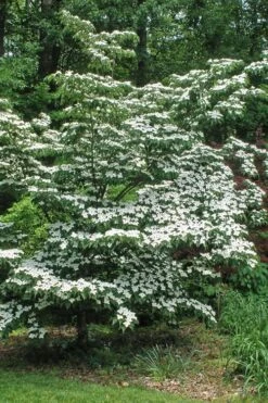 White Kousa Chinese Dogwood - Cornus Kousa - 2 Gallon Pot -Garden Plants Shop Dogwood Chinese White 12