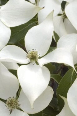 White Kousa Chinese Dogwood - Cornus Kousa - 2 Gallon Pot -Garden Plants Shop Dogwood Chinese White 15