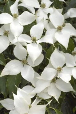 White Kousa Chinese Dogwood - Cornus Kousa - 2 Gallon Pot