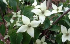 White Kousa Chinese Dogwood - Cornus Kousa - 2 Gallon Pot -Garden Plants Shop Dogwood Chinese White 2
