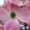 Pink Dogwood Tree - Cornus Florida - 3 Gallon Pot -Garden Plants Shop Dogwood Pink 10