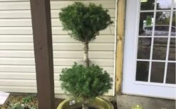 Poodle Tier Dwarf Alberta Spruce Topiary (2-Ball) - 2 Gallon Pot -Garden Plants Shop Dwarf Alberta Spruce Poodle Tier