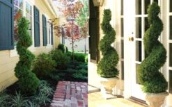 Spiral Dwarf Alberta Spruce Topiary - 3 Gallon Pot -Garden Plants Shop Dwarf Alberta Spruce Spiral 1