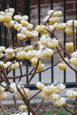 Snow Cream Edgeworthia Paper Bush - 5 Gallon -Garden Plants Shop Edgeworthia Snow Cream 4