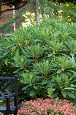 Snow Cream Edgeworthia Paper Bush - 5 Gallon -Garden Plants Shop Edgeworthia Snow Cream 7