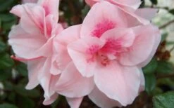 Autumn Belle Encore Azalea - 1 Gallon Pot -Garden Plants Shop Encore Azalea Autumn Belle