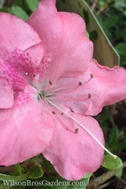 Autumn Debutante Encore Azalea - 1 Gallon