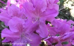 Autumn Lilac Encore Azalea - 1 Gallon Pot -Garden Plants Shop Encore Azalea Autumn Lilac 7