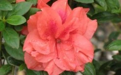 Autumn Monarch Encore Azalea - 2 Gallon Pot -Garden Plants Shop Encore Azalea Autumn Monarch 4 50